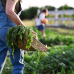 unrecognizable-female-farmer-carrying-basket-with-2024-10-20-10-08-20-utc-9KFBJR3
